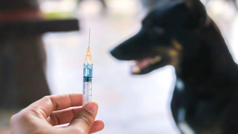 Fatal Mistake: Gwalior Man Dies of Rabies After Being Given Wrong Injection in Critical Case