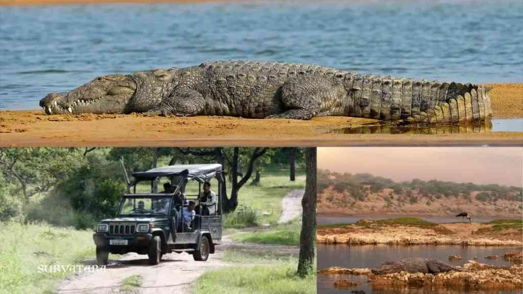 7 Affordable Wildlife Adventures in India Under ₹25,000: Satpura, Chambal, Manas and More