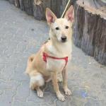 Dubai Sees Rise in Abandoned Pets as Expats Leave Amid Iran Conflict