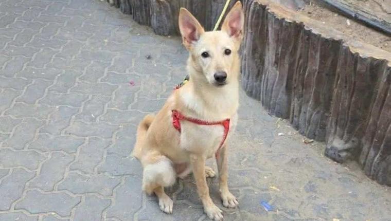 Dubai Sees Rise in Abandoned Pets as Expats Leave Amid Iran Conflict