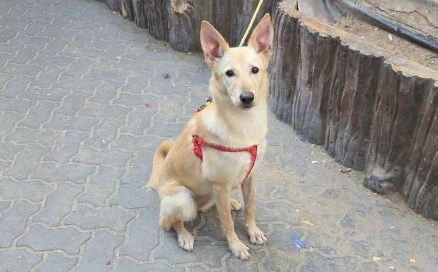 Dubai Sees Rise in Abandoned Pets as Expats Leave Amid Iran Conflict