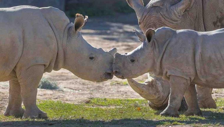 Heartwarming Moment: Dubai Safari Park Welcomes Rare White Rhino Calf ‘Salam’
